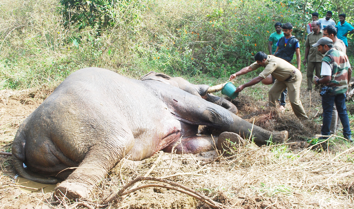 ಕಾಡಾನೆಗಳ ಕಾಳಗದಲ್ಲಿ ಒಂದು ಆನೆ ಸಾವು